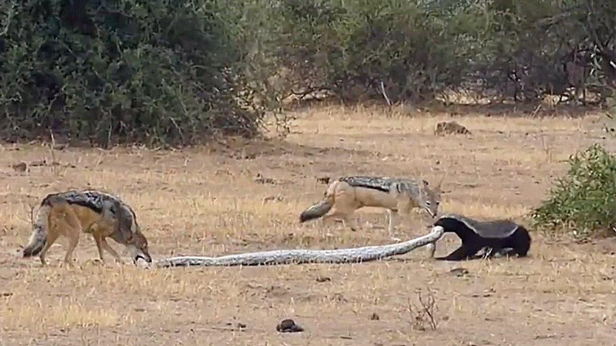 Texugo, píton e chacais.