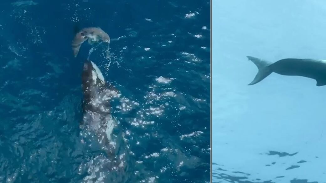 Orca ataca tubarão-branco