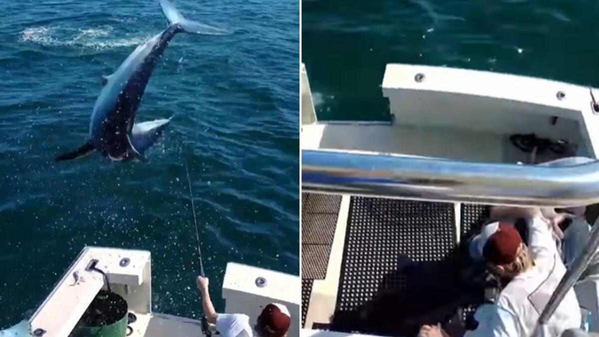 Tubarão pula para dentro de barco e viraliza