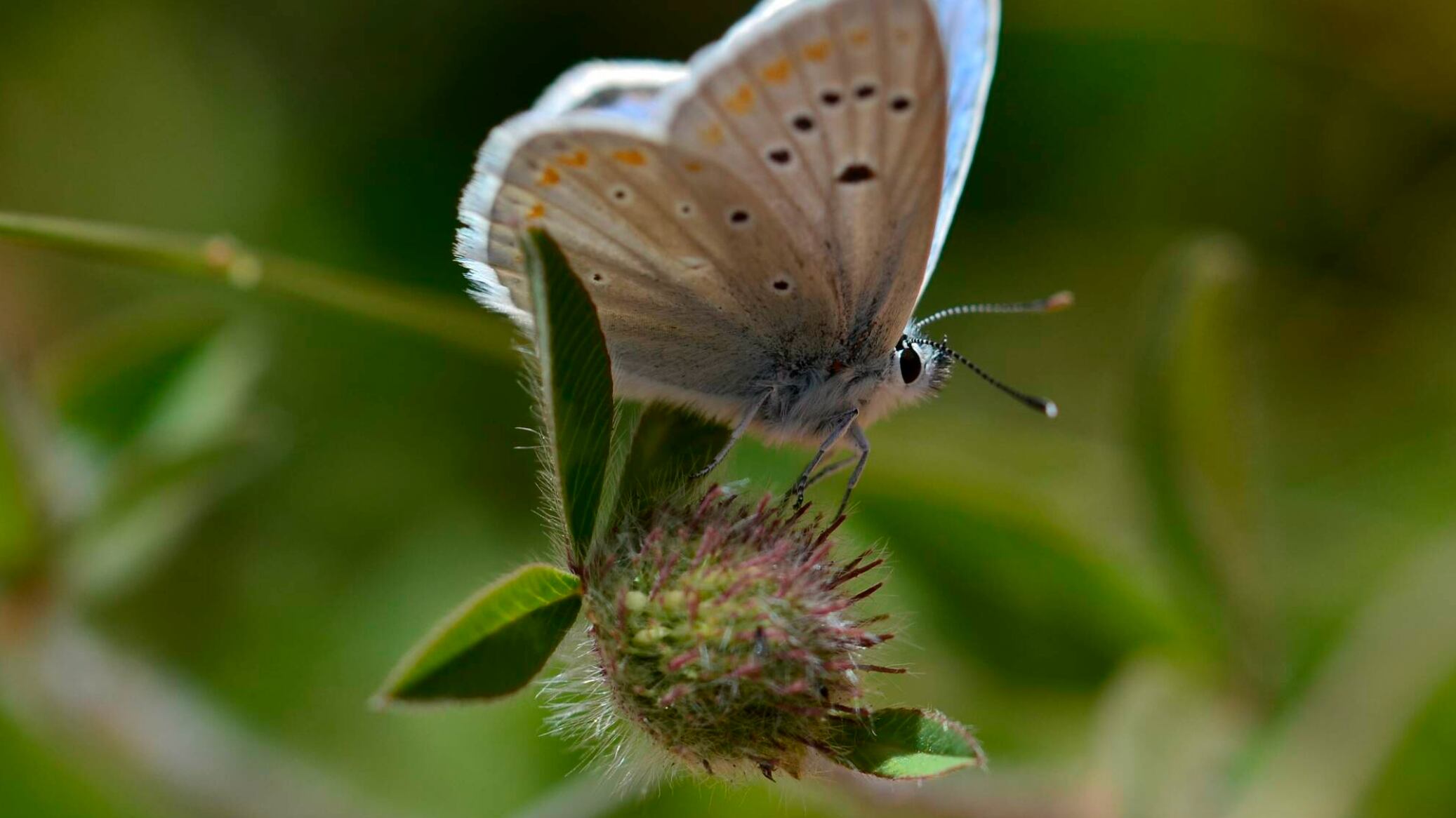 Polyommatus atlantica