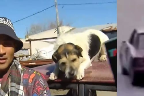 Repreendem um homem que levava seu cachorro no teto do carro: “eu não o obrigo a subir”