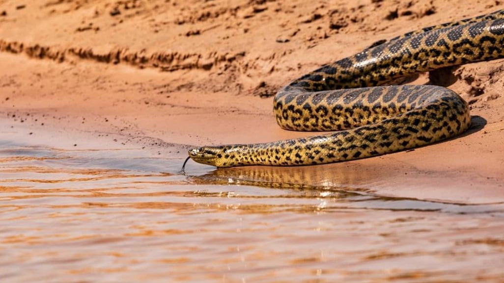 Cobra pantanal
