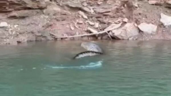 Sucuri nadando em lago.