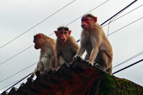 Ataque de gangue de macacos causa a morte de uma criança de 10 anos