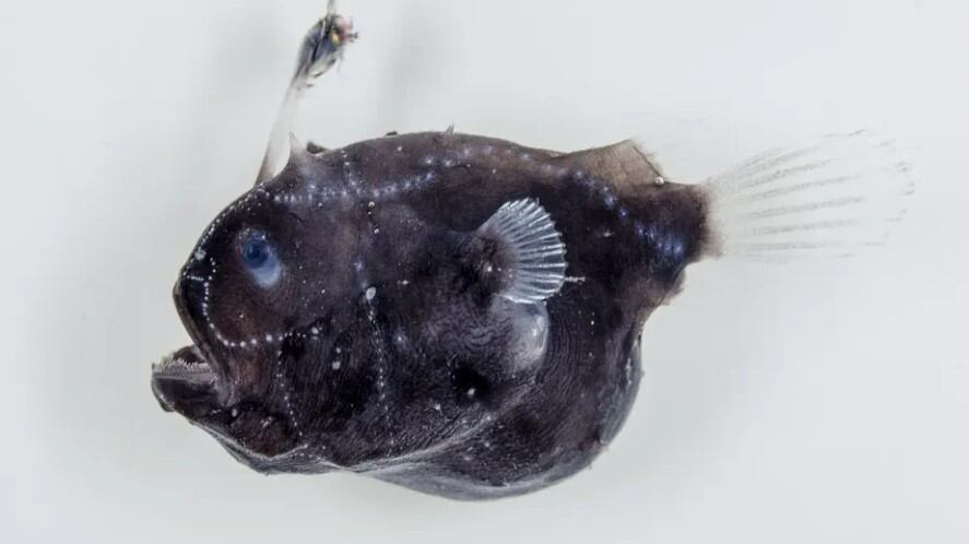 Peixe tamboril fêmea