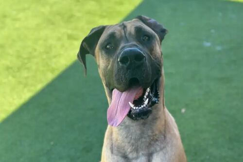 Scooby-Doo da vida real abandonado chega em abrigo a espera de uma família: “Buscava afeição”