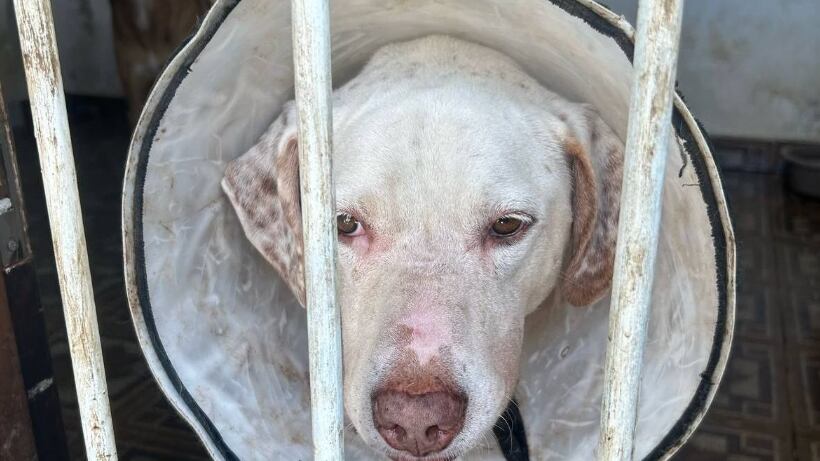 ONG denunciou situação precária e polícia deflagrou operação.