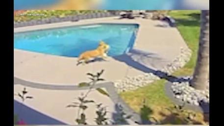 comediante salva a su perro de un coyote