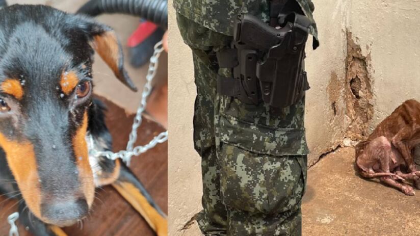 Os animais foram resgatados e encaminhados para tratamento veterinário.