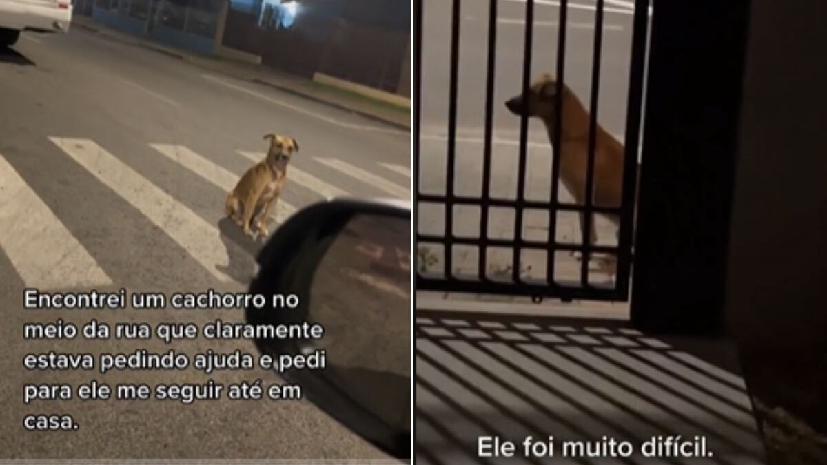 Cachorro 'se faz de difícil' e resiste à adoção