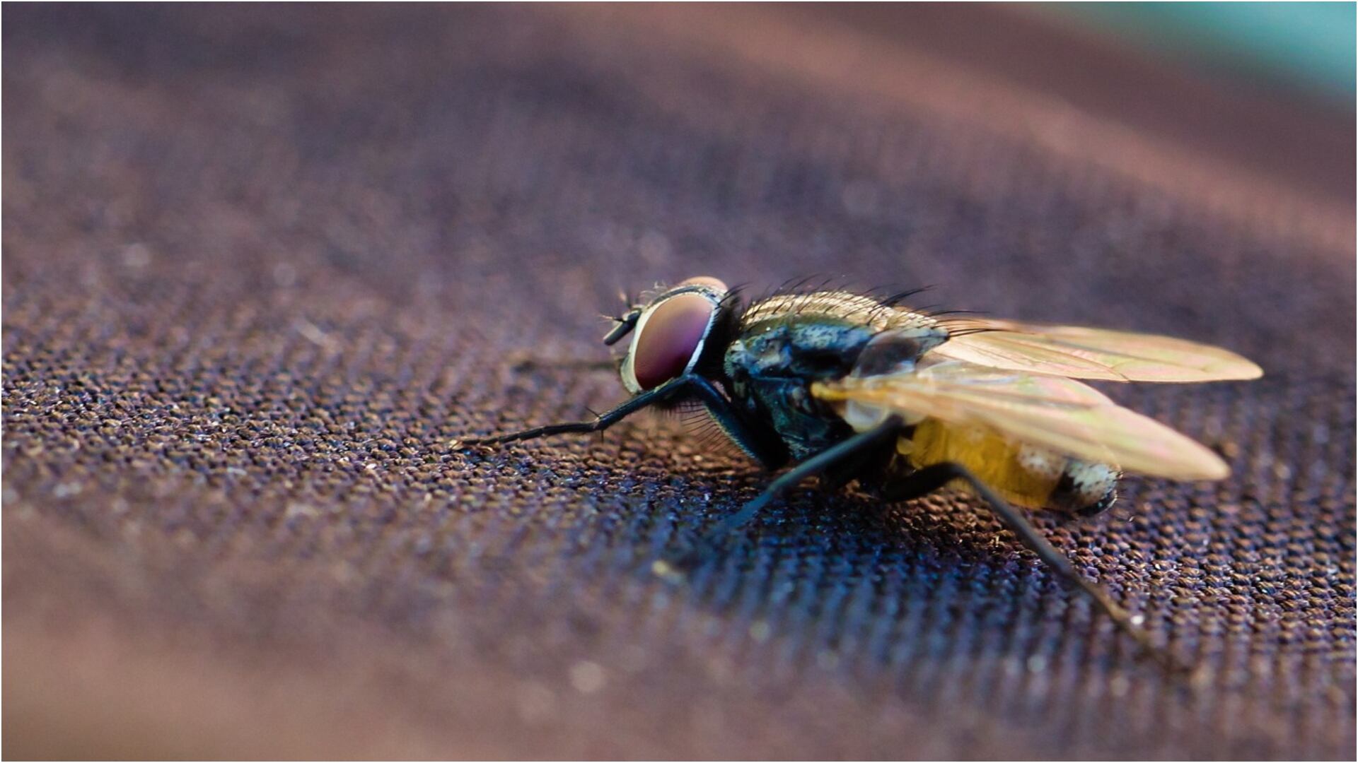 ¿Qué significado tienen las moscas según la Biblia y cómo ahuyentarlas de su casa? (Foto vía: pexels)