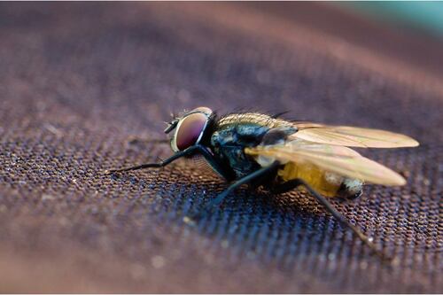 Qual é o significado das moscas na Bíblia e como afastá-las de sua casa?