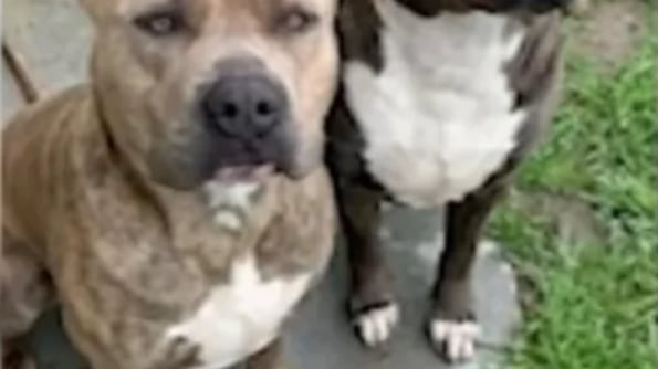 Mãe salva filha de ataque de pitbull