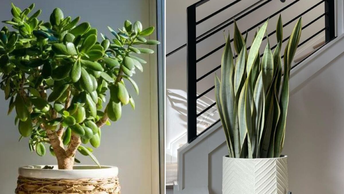 Feng Shui: ¿Lengua de suegra o árbol de jade para atraer la abundancia y la fortuna a tu casa?