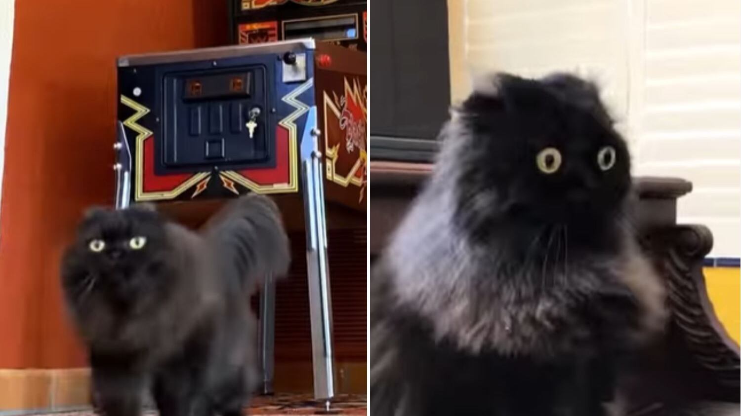 Ele faz sucesso nas redes sociais