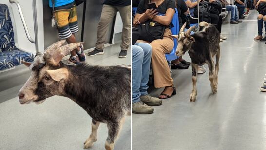 Animal foi resgatado ileso