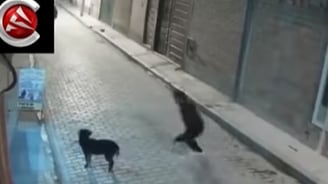 Homem tenta chutar cachorro e se dá muito mal