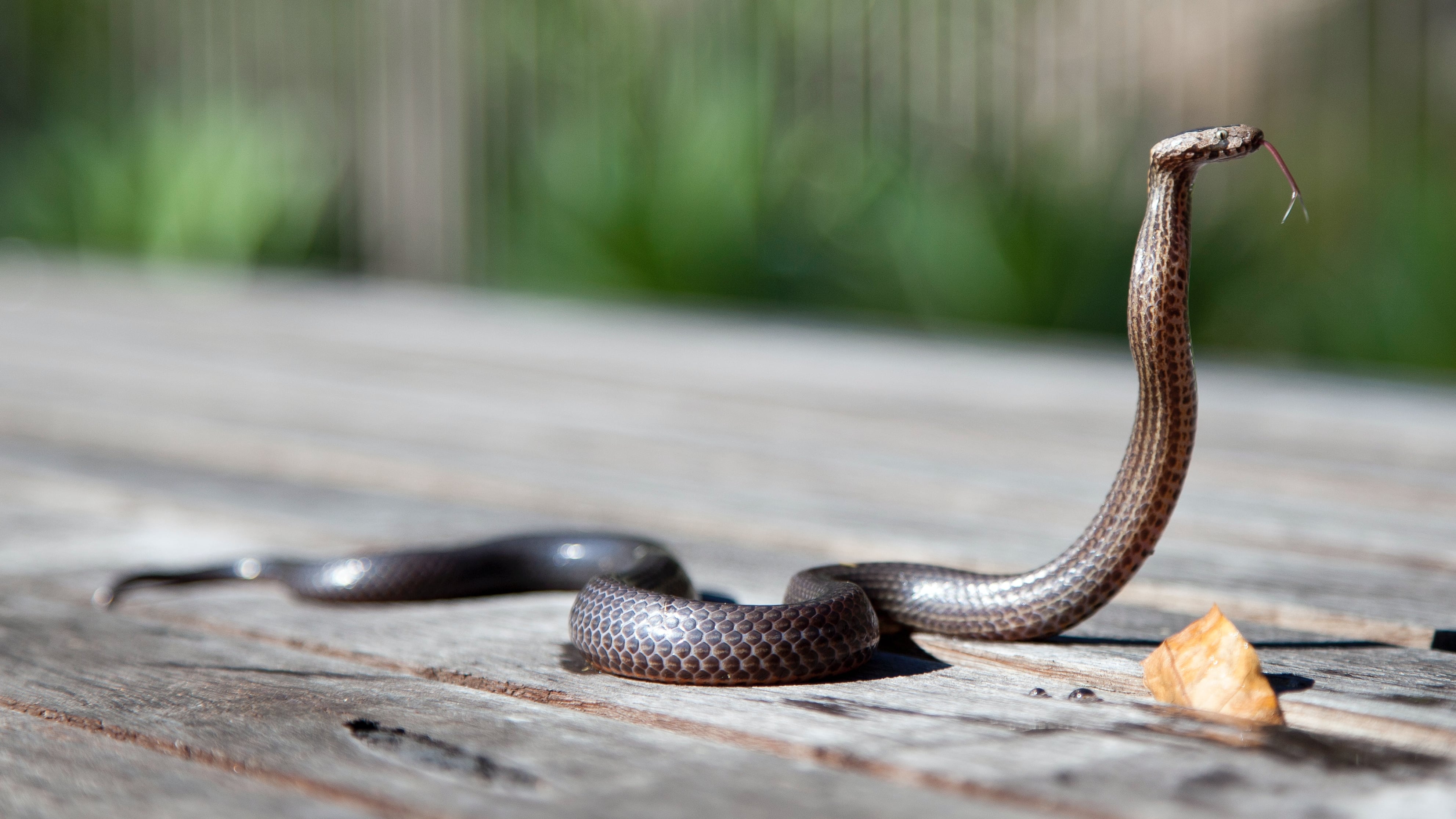 Cobra com a cabeça levantada e língua para fora