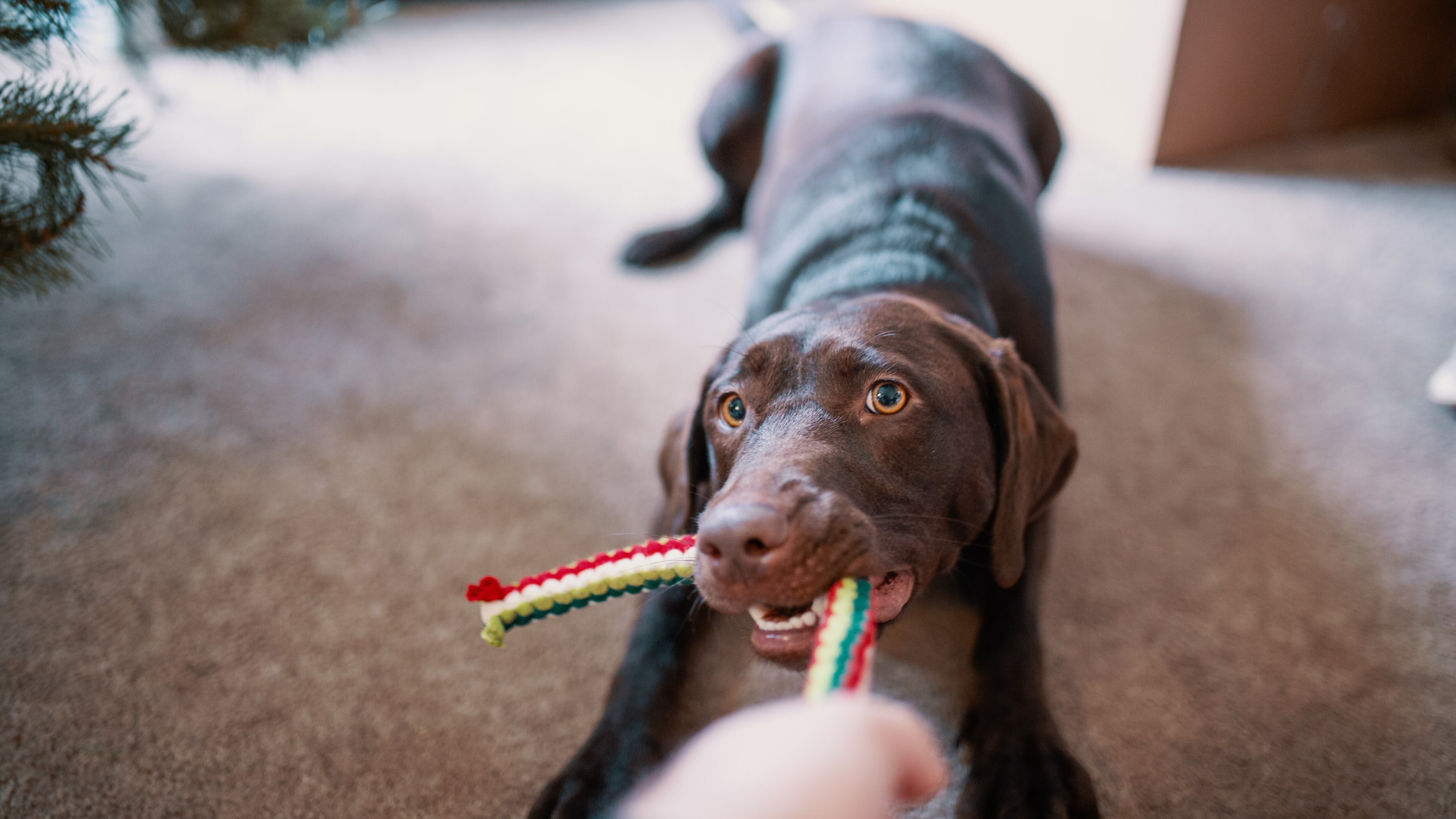 Cachorro puxando corda