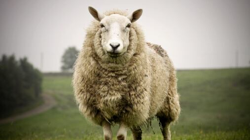 Una oveja acabó con la vida de un matrimonio en una granja de Nueva Zelanda.