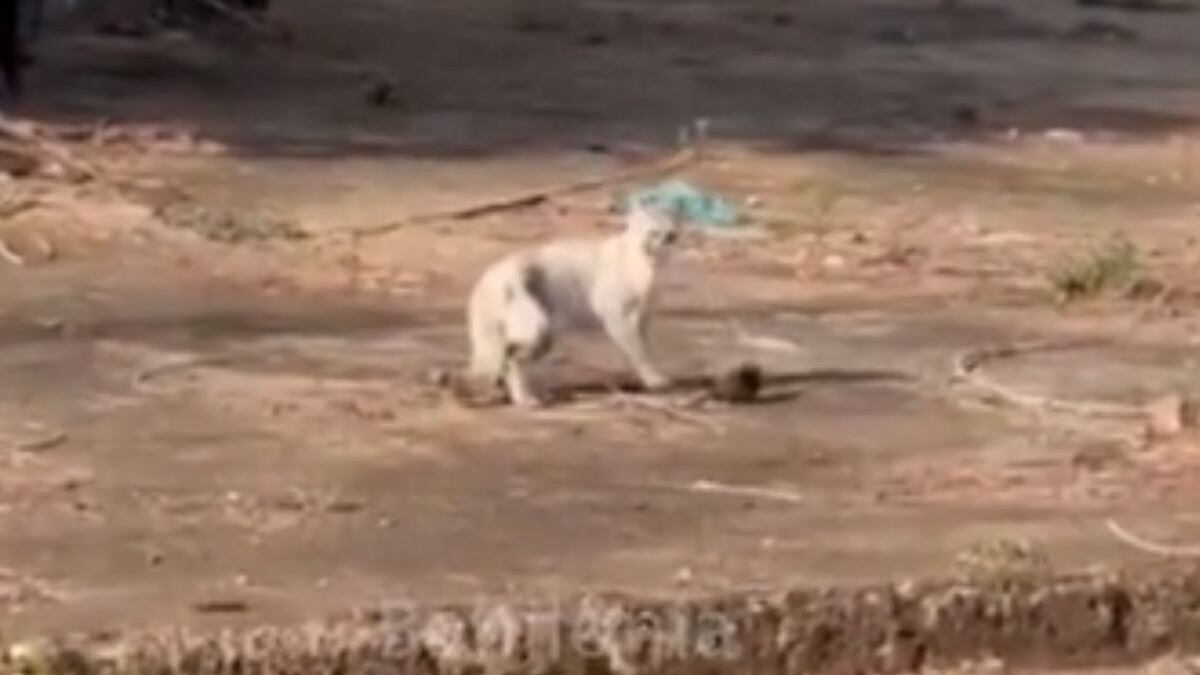 Gato e rato 'brincam' e viralizam