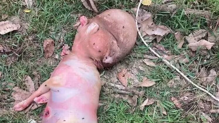 Bezerro com 'cabeça humana' causou polêmica entre moradores de uma vila tailandesa