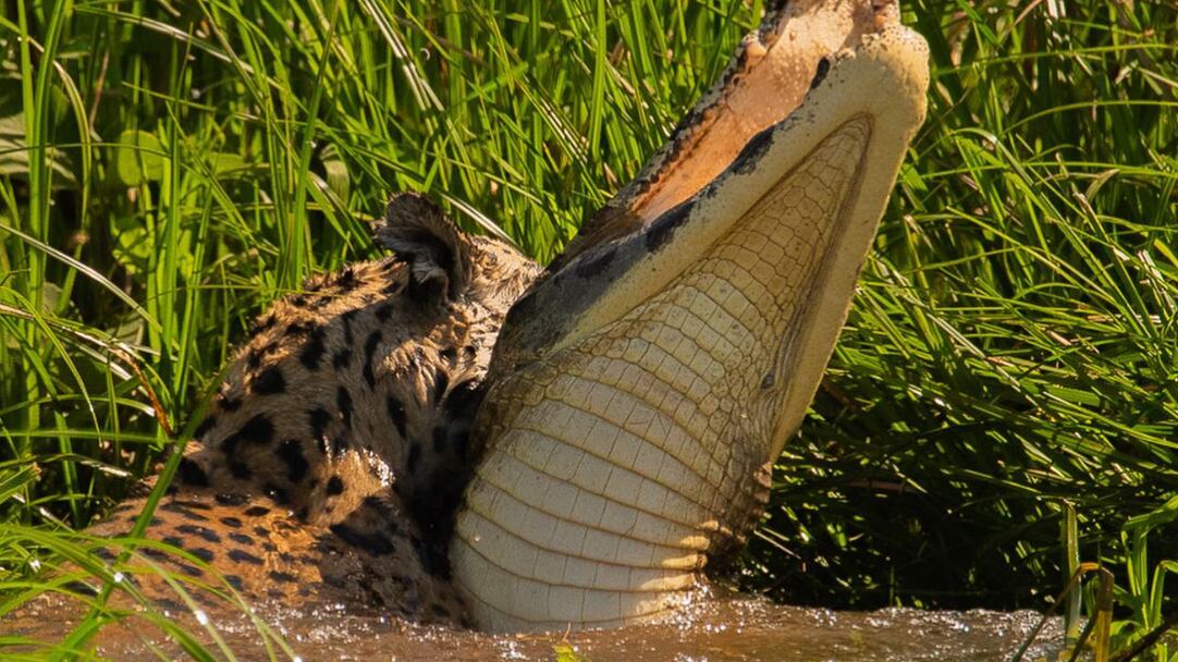 Sequência viralizou nas redes sociais recentemente.