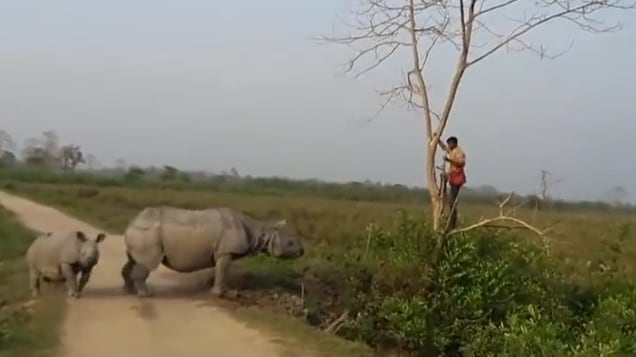 Vídeo registra momento em que homem sobe em árvore para tentar escapar de rinocerontes; assista