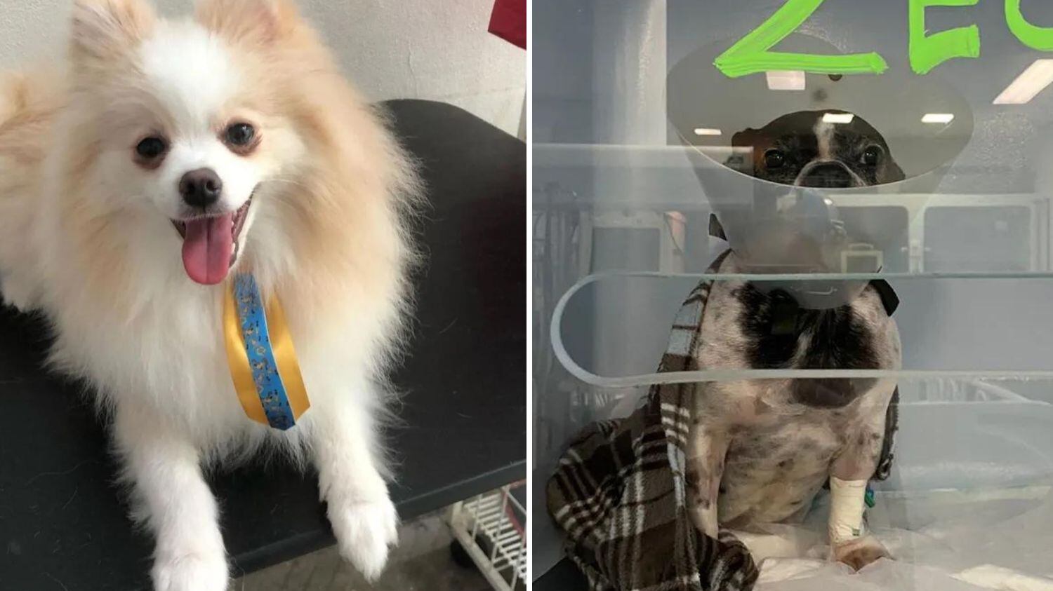 Procon-SP notificou empresa