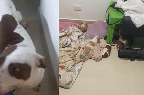 Abuso animal: mulher bateu com um pau em uma cachorrinha que acabara de dar à luz