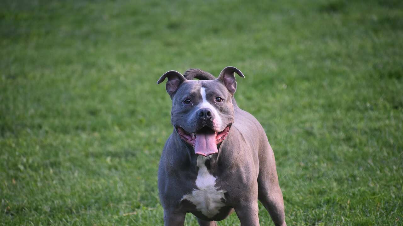 Pitbull