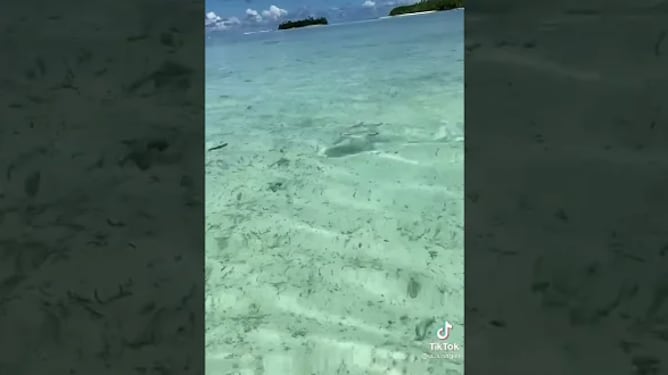 Homem registra momento angustiante em que escapa de ataque de tubarão; assista vídeo