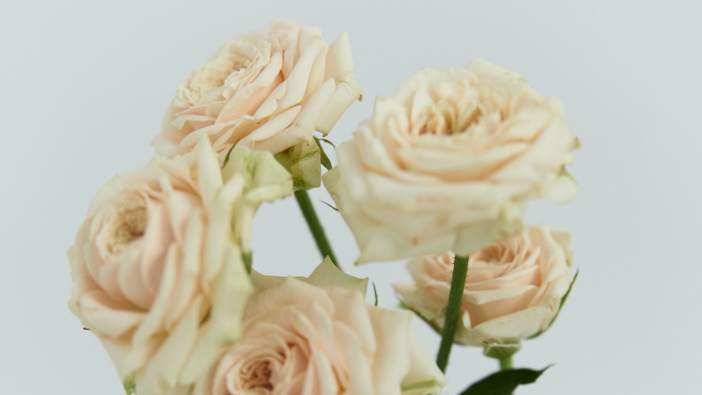 6 dicas para fazer as flores durarem MAIS TEMPO