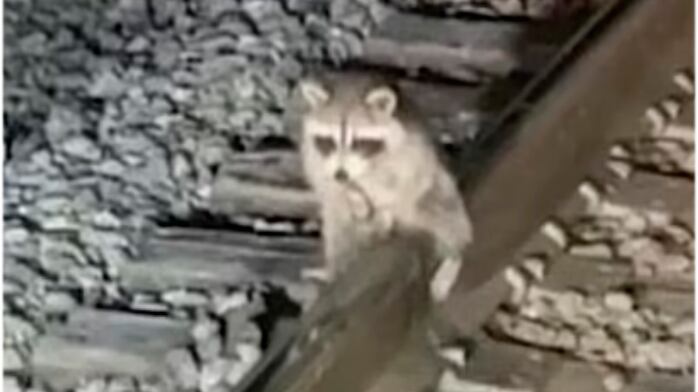 Guaxinim preso em trilho de trem