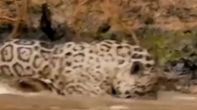 Sequência viralizou nas redes sociais recentemente.