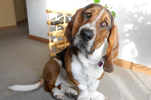 Ex-funcionário processa empresa após ser mordido pelo próprio cão durante home office