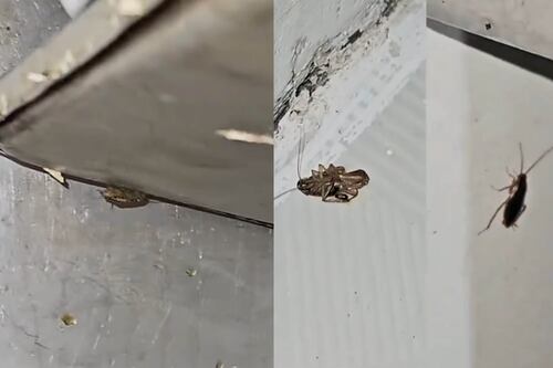 VÍDEO: Baratas por toda parte en um restaurante