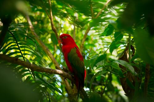 Os pulmões do planeta em perigo! Perdem-se 3,4 milhões de hectares de florestas tropicais a cada ano, porquê?