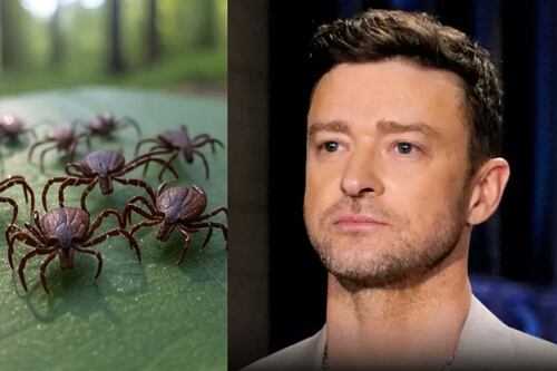 O carrapato por trás da terrível doença de Justin Timberlake