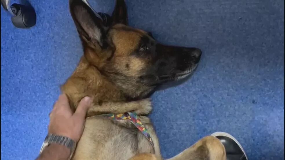 Homem é preso suspeito de usar cadela em roubos