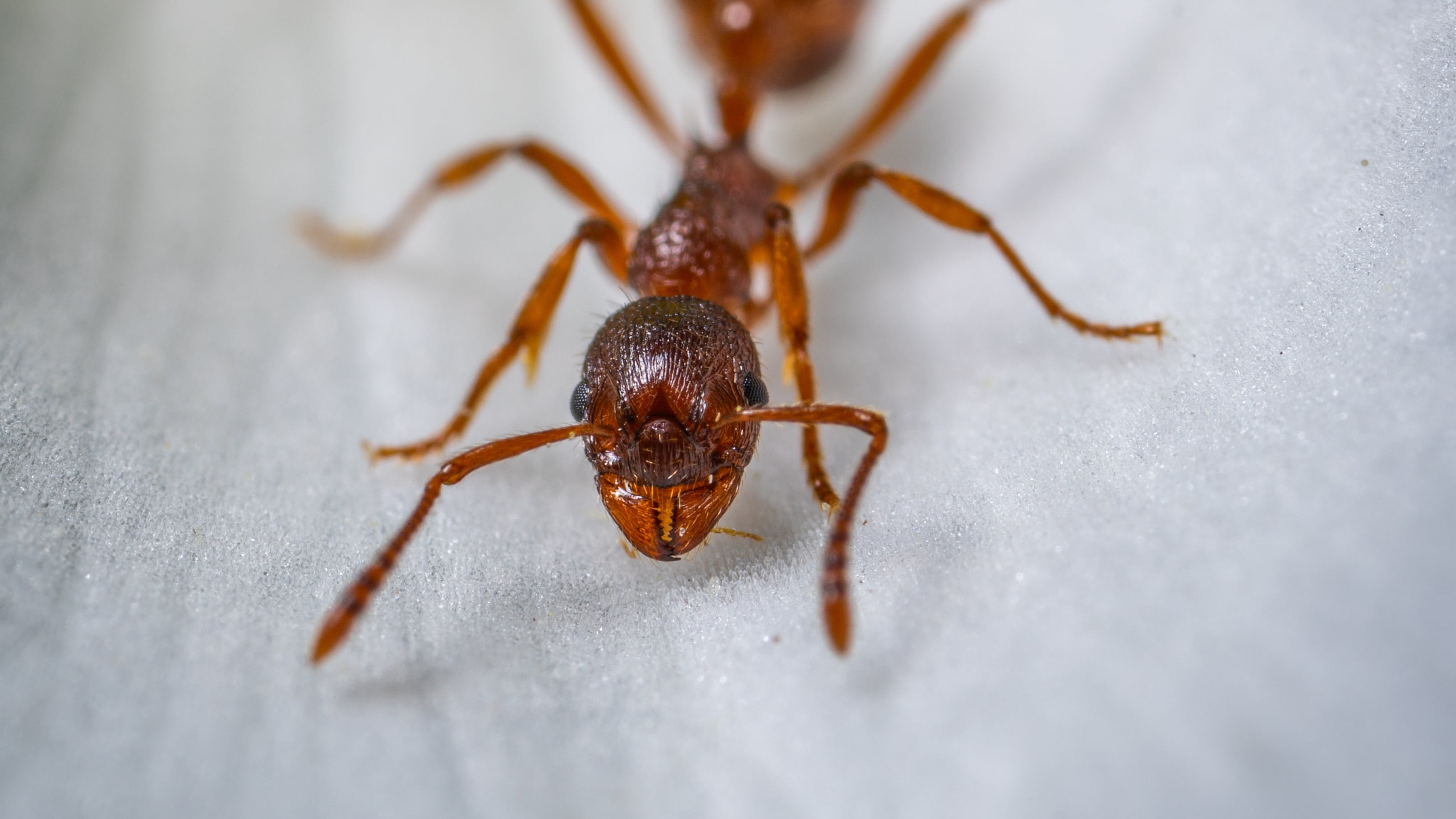 Formigas podem detectar câncer a partir de urina