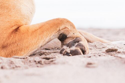 Homem matou um cachorro a machadadas em plena praça no Chile: não sabe por que o fez