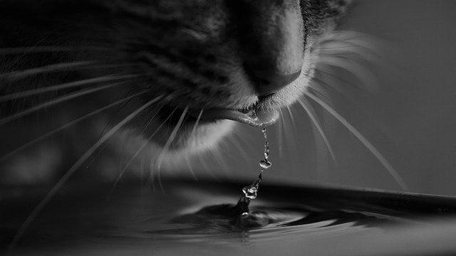 Como fazer seu gato beber mais água?