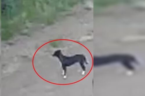 Abandonada por tutor: Cadela é deixada em área isolada do DF e caso revolta internautas