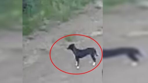 Abandonada por tutor cadela é deixada em área isolada do DF e caso revolta internautas