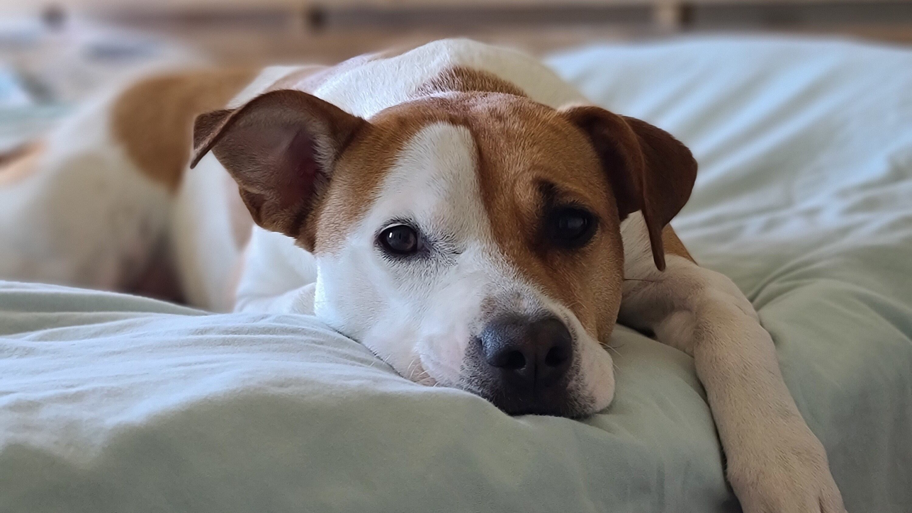 Saiba o que seu pet faz em seus últimos momentos de vida