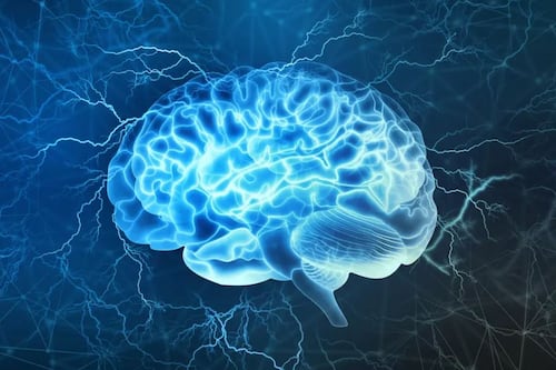 Os cérebros estão se tornando cada vez maiores e os pesquisadores revelam por que isso é tão importante