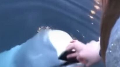Beluga devolvendo celular que caiu na água