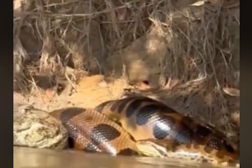 Vídeo impressiona ao flagrar sucuri predando jacaré gigante em rio no Pantanal