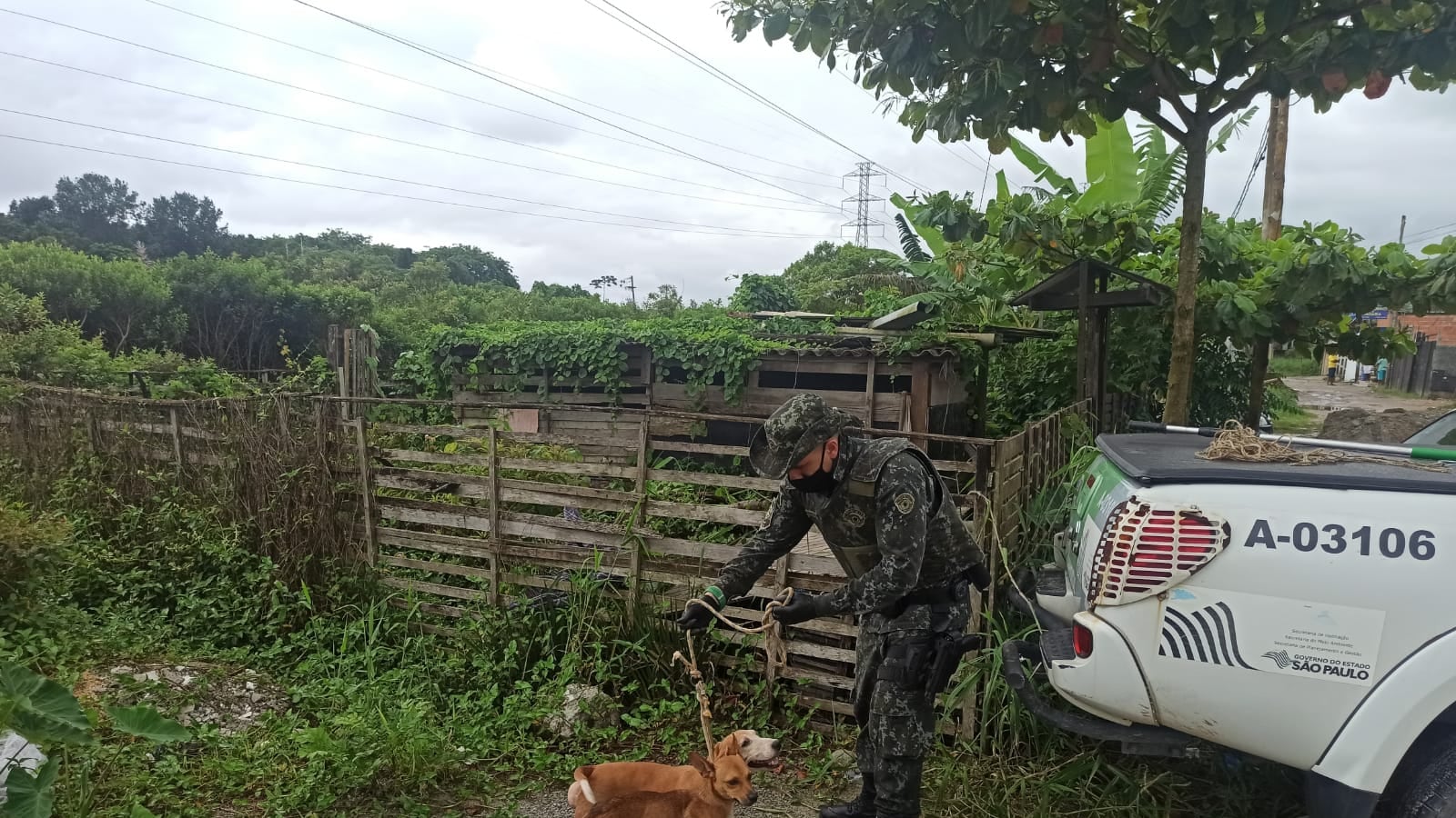 Dois cães são resgatados em situação de maus-tratos em Bertioga